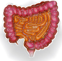 Colon Irritable, Syndrome du Colon Irritable, Intestin Irritable, Syndrome de l'Intestin Irritable