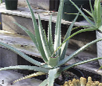 L’aloe vera: spasmophilie et aloe vera, traitement trouble dermatologique, traitement trouble nutritionnel, traitement trouble digestif