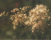 Phytothérapie, Gemmothérapie: Traiter l’arthrose Phytothérapie, Gemmothérapie: Traiter l’arthrose