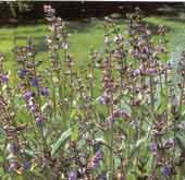 Phytothérapie, Aromathérapie: Le pouvoir des plantes Phytothérapie, Aromathérapie: Le pouvoir des plantes