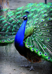 Les Troubles de l'Erection Les Troubles de l'Erection