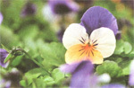La phytothérapie de la peau. Revue Santé Intégrative La phytothérapie de la peau. Revue Santé Intégrative
