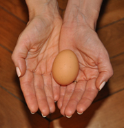 Ostéopathie et Infertilité : Traitement de l'Osteopathe dans les troubles de la Fécondite, FIV et Infertilité Inexpliquée Ostéopathie et Infertilité : Traitement de l'Osteopathe dans les troubles de la Fécondite, FIV et Infertilité Inexpliquée