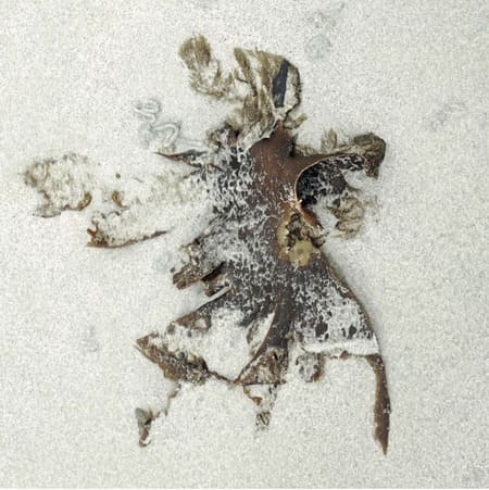 Illustrations: Anne DAYOT Illustrations: Anne DAYOT