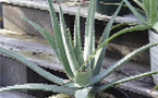 L’aloe vera: spasmophilie et aloe vera, traitement trouble dermatologique, traitement trouble nutritionnel, traitement trouble digestif
